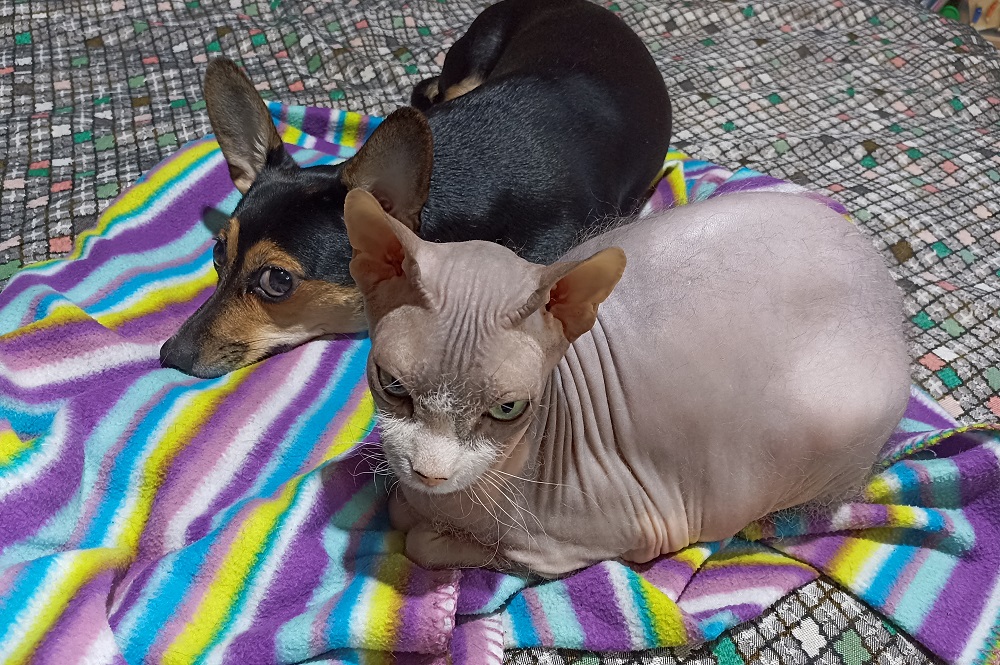 В Госдуме намерены законодательно ограничить количество собак и кошек в квартире